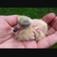 Un bébé pigeon :o