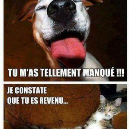 différence chien/chat