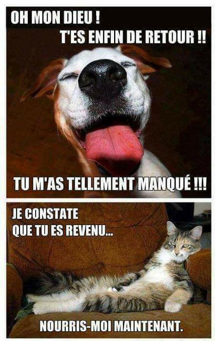 différence chien/chat 
