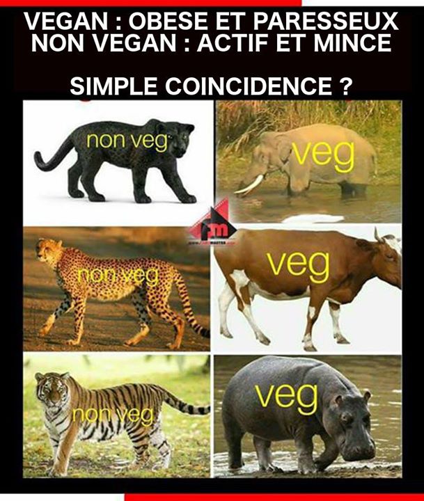 Vegan vs non vegan 