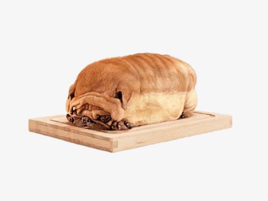 Pour changer du foot, voici un chien en forme de pain 