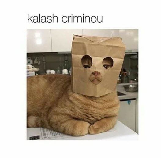 Kalash criminou 