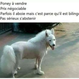 Poney à vendre