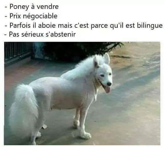Poney à vendre 