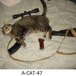 a cat 47