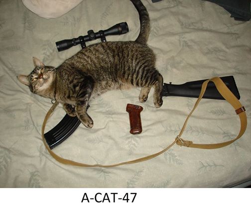 a cat 47 
