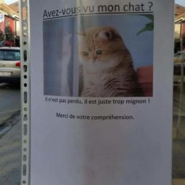 Avez vous vu mon chat ?