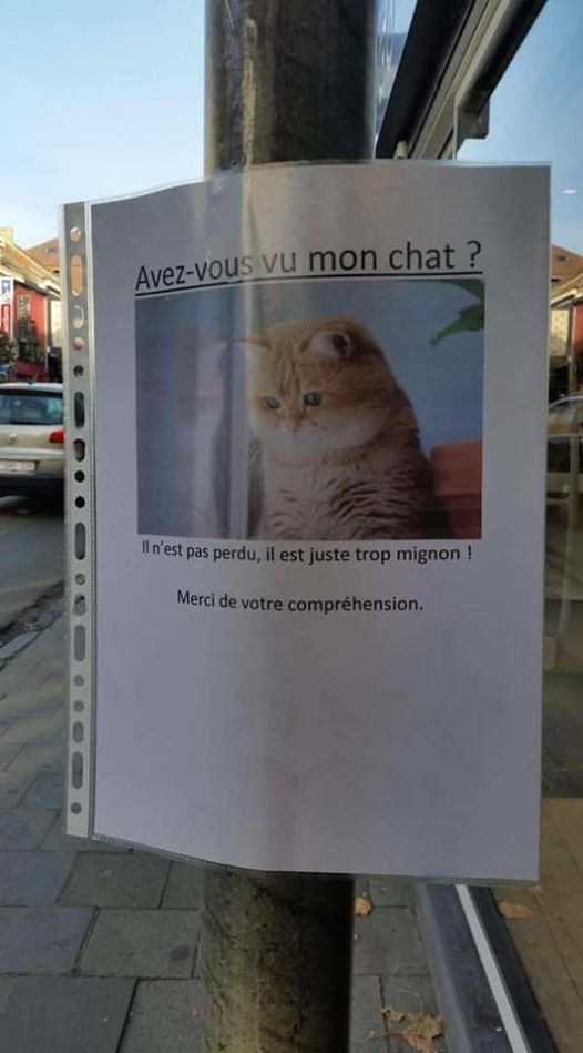 Avez vous vu mon chat ? 