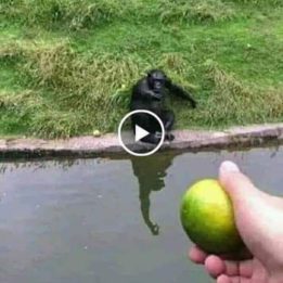 Comment piéger un macaque