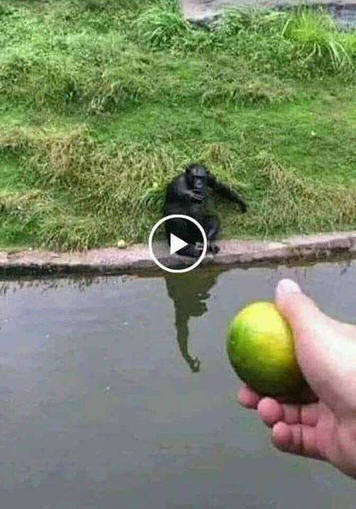 Comment piéger un macaque 