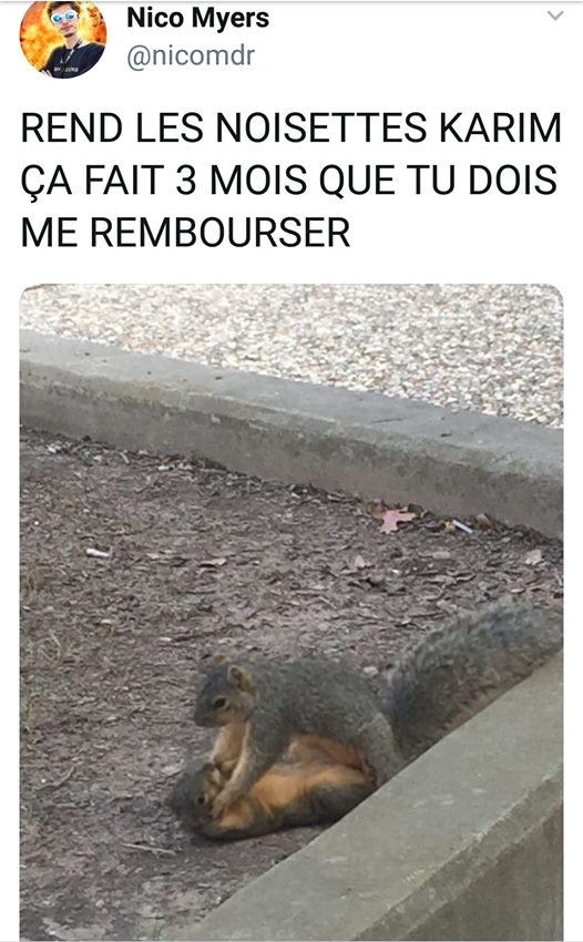 Bagarre d'écureuil 