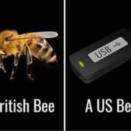 us bee