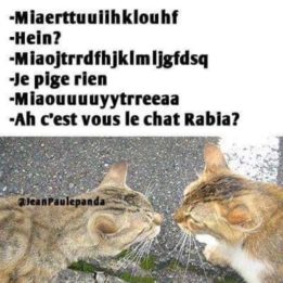 le chat rabia