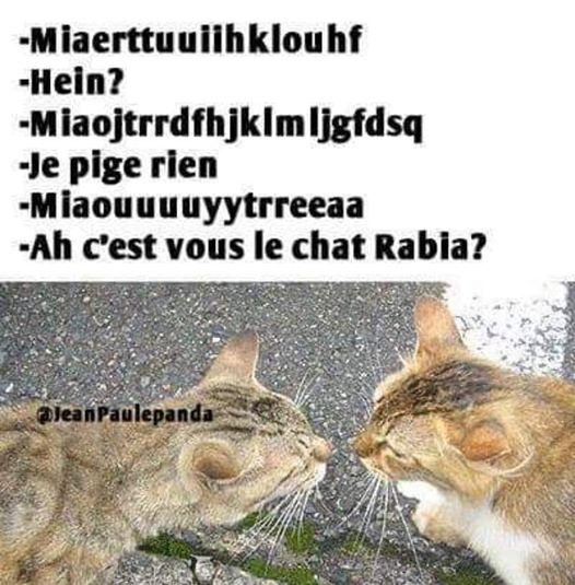 le chat rabia 