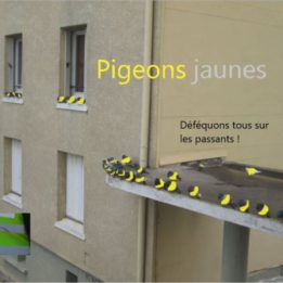 Pigeons jaunes à vous becs !