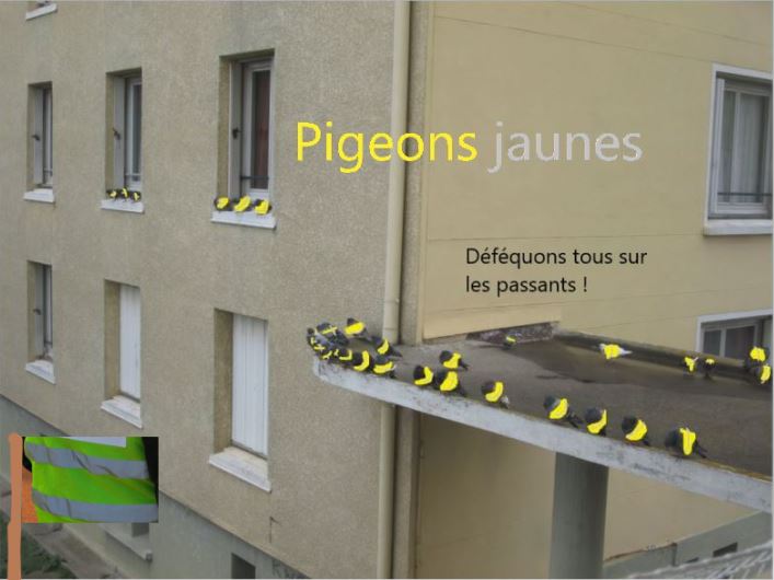 Pigeons jaunes à vous becs ! 