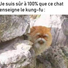Chat kung fu