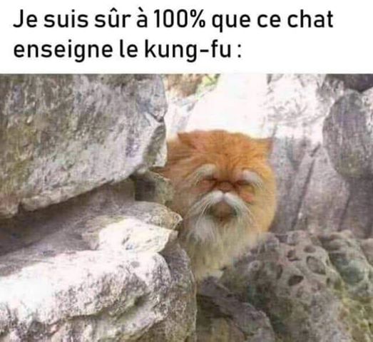 Chat kung fu 