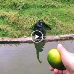 Comment tromper un singe