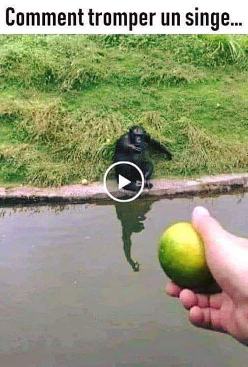 Comment tromper un singe 