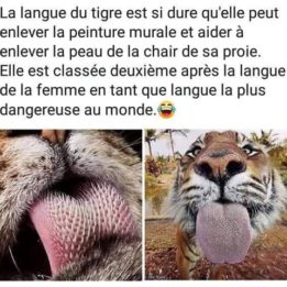 La langue du tigre
