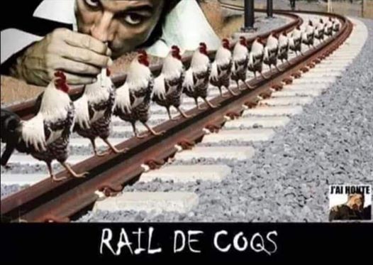 Rail de coqs 