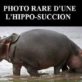L'hippo succion