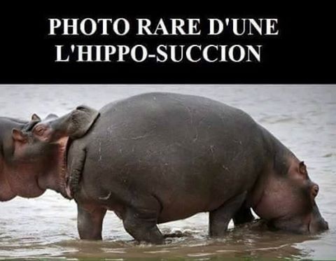 L'hippo succion 