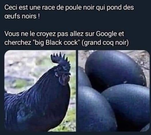 Grand coq noir 