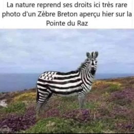 Zebre breton