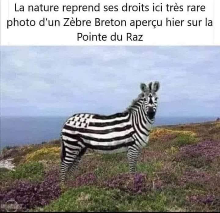 Zebre breton 
