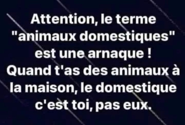 Image de texte blanc sur fond bleu foncé avec des traits diagonaux gris. Texte : Attention, le terme "animaux domestiques" est une arnaque ! Quand t'as des animaux à la maison, le domestique c'est toi, pas eux.