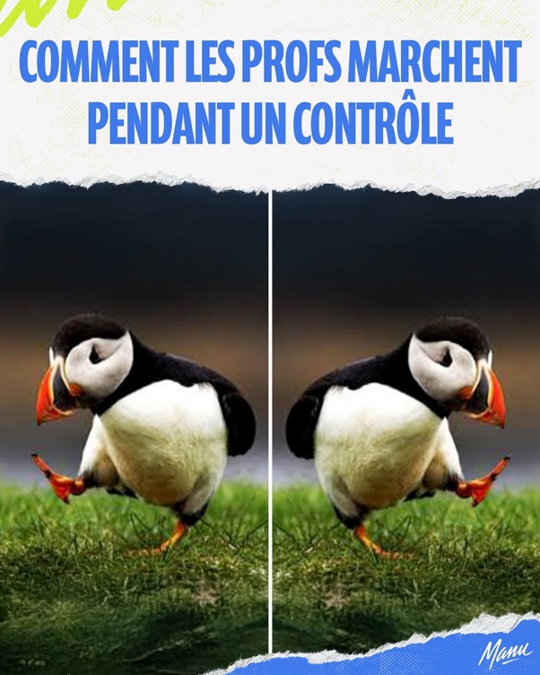 Deux vues d'un macareux moine sur l'herbe levant une patte avant, côte à côte, avec le texte en bleu au-dessus : COMMENT LES PROFS MARCHENT PENDANT UN CONTRÔLE.