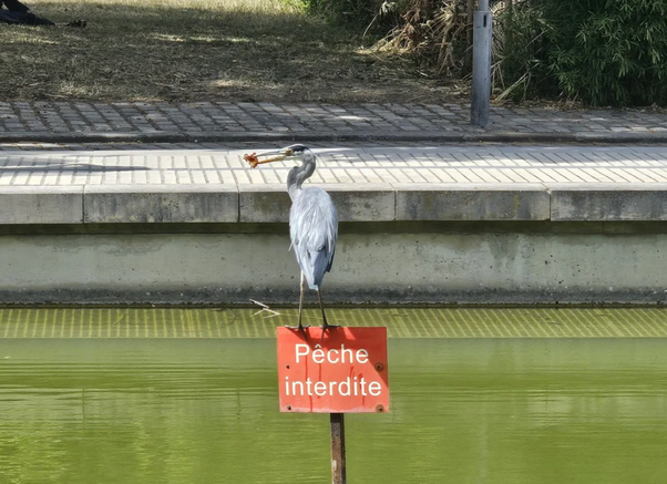Un héron gris se tient dans une eau verte, une patte posée sur un panneau rouge 'Pêche interdite', tenant une cigarette dans son bec.