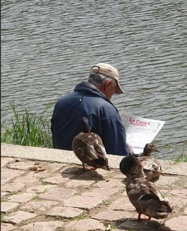 Un homme âgé en veste bleue et casquette beige, assis de dos près d'un plan d'eau, lisant le journal Le Canard enchaîné. Trois canards sont sur les pavés à côté.