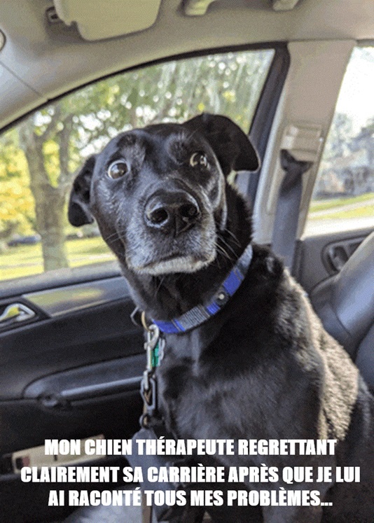 Chien noir dans une voiture, assis sur le siège passager, collier bleu et chaîne, regardant l'objectif avec une expression de surprise ou de regret. Texte en majuscules en bas de l'image.