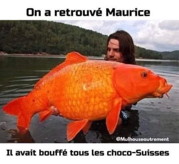 Un homme dans l'eau tenant un énorme poisson orange avec des textes superposés : 'On a retrouvé Maurice' en haut et 'Il avait bouffé tous les choco-Suisses' en bas.