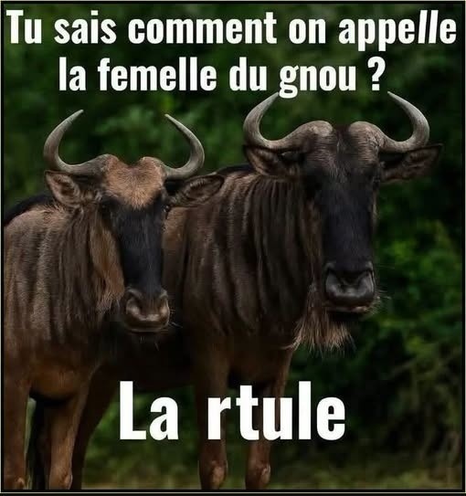 Deux gnous côte à côte avec cornes sur un fond vert, texte en blanc en haut : 'Tu sais comment on appelle la femelle du gnou ?' et en bas : 'La rtule'.