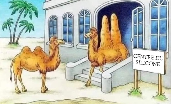 Dessin animé d'un chameau dans le désert regardant un autre chameau avec deux grosses bosses devant un bâtiment blanc portant l'enseigne 'CENTRE DU SILICONE' et des palmiers en arrière-plan.