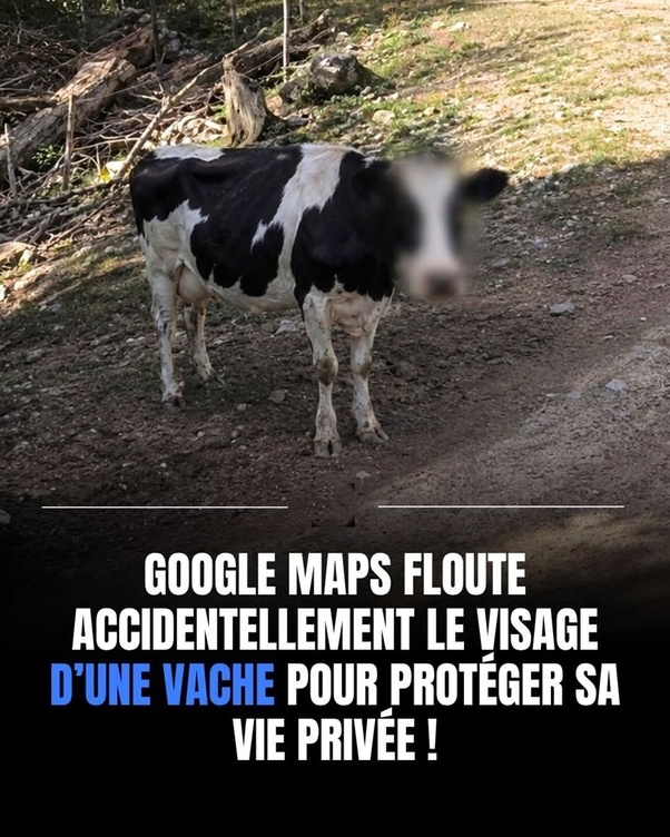 Photo d'une vache noire et blanche debout sur un chemin de terre rural avec le visage flouté et un texte en surimpression indiquant que Google Maps floute accidentellement le visage d'une vache pour protéger sa vie privée.