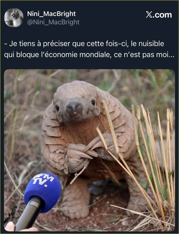 Pangolin assis dans l'herbe face à un micro bleu de BFM TV, avec un tweet au-dessus niant être le nuisible.