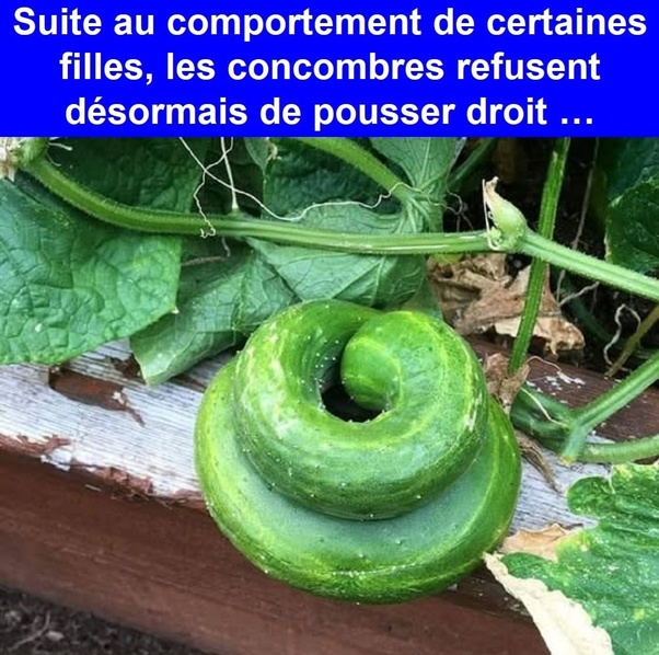 Un concombre vert enroulé en spirale sur une planche en bois, entouré de feuilles et de tiges de plante.