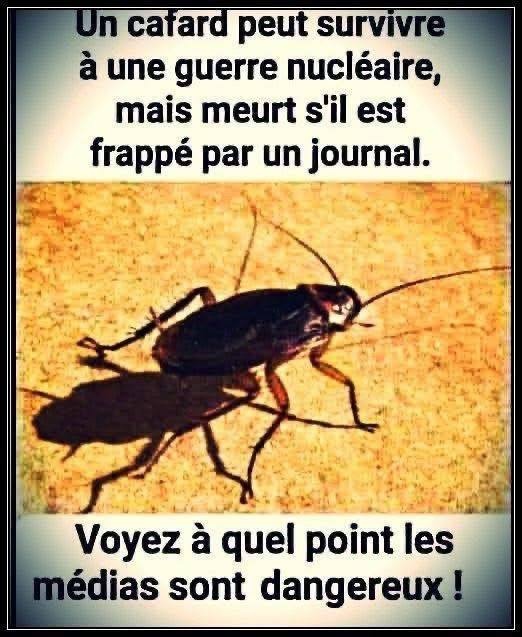 Photo d'un cafard sur fond jaune avec texte en haut : Un cafard peut survivre à une guerre nucléaire, mais meurt s'il est frappé par un journal. Texte en bas : Voyez à quel point les médias sont dangereux !