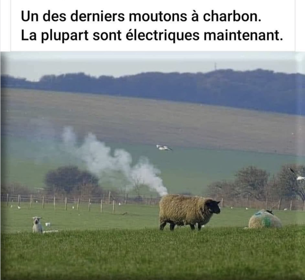 Photo d'un grand mouton laineux dans un pré vert émettant de la fumée blanche, avec un petit agneau à gauche et un autre mouton à droite. Arrière-plan de collines boisées et ciel nuageux. Texte en haut : Un des derniers moutons à charbon. La plupart sont électriques maintenant.