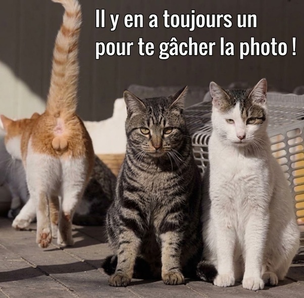 Trois chats sur un pavé : un chat orange vu de dos avec la queue relevée à gauche, un chat tigré au centre regardant l'objectif et un chat blanc et gris à droite, avec un texte superposé 'Il y en a toujours un pour te gâcher la photo !'.