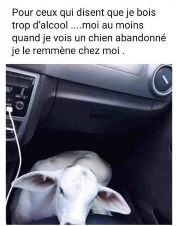 Je bois trop d'alcool mais je ramène les chiens abandonnés